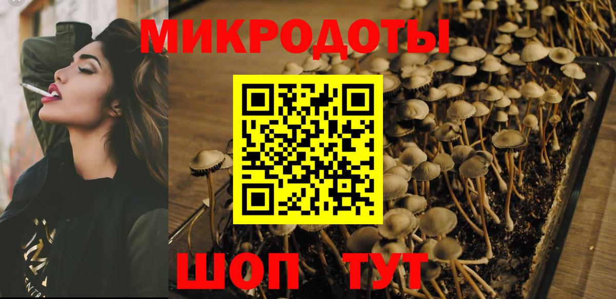 Псилоцибиновые грибы Psilocybe Балтийск